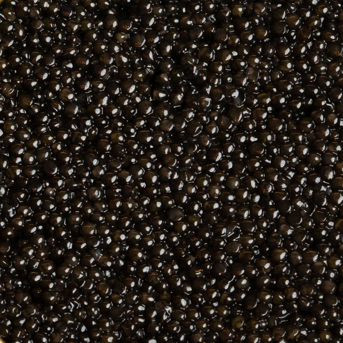 Caviar Baeri Français - Caviar - MAISON DU CAVIAR