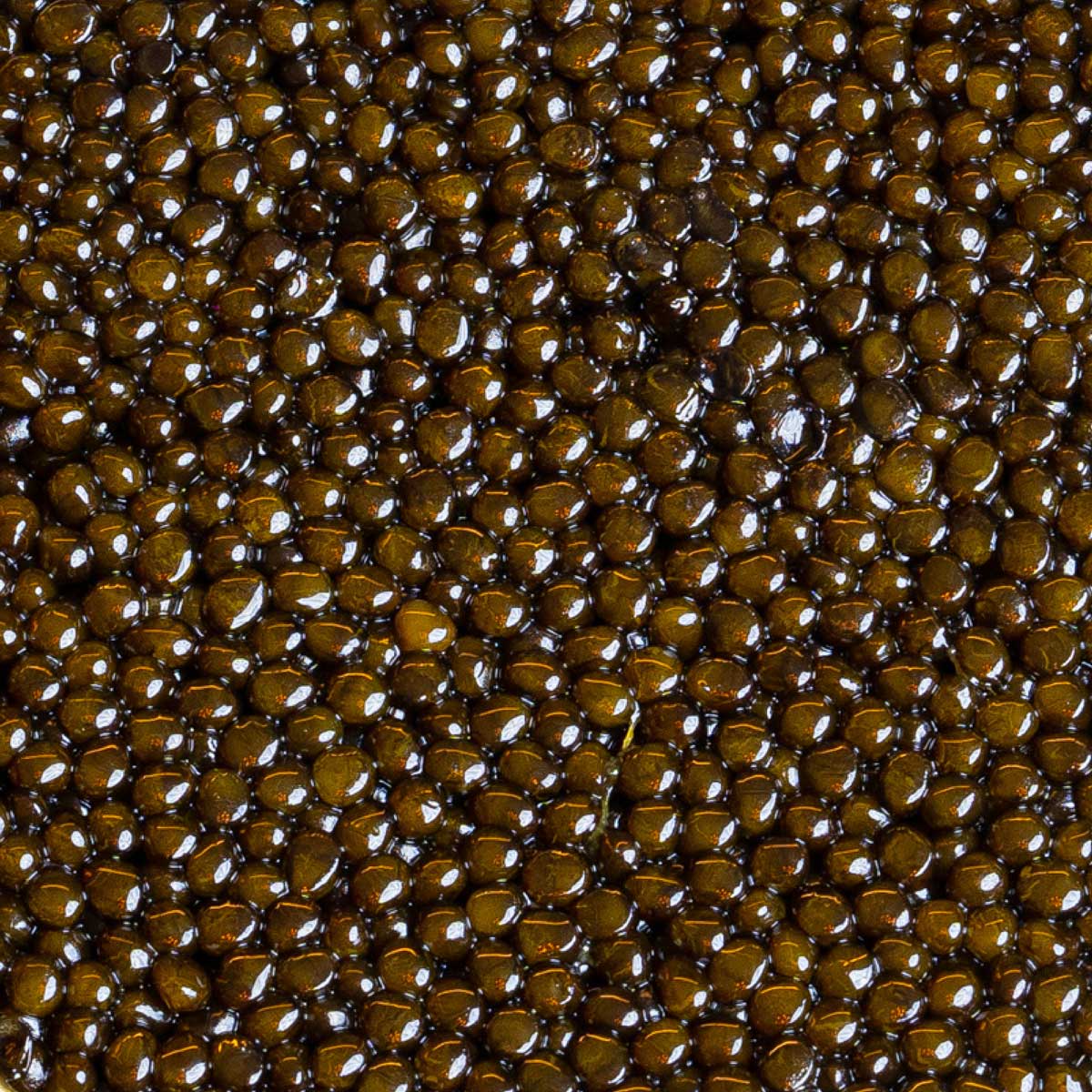 Grains Caviar Osciètre Impérial - Caviar - MAISON DU CAVIAR